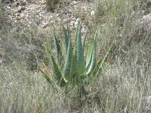 Aloe esculenta