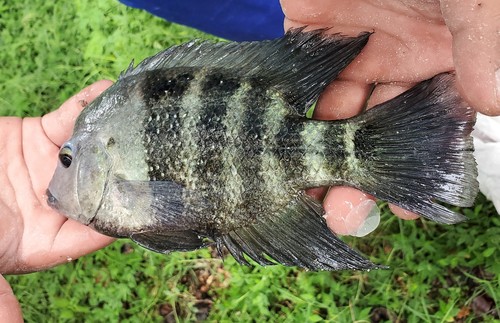 Blackthroat Cichlid