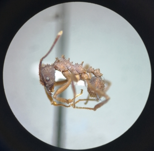 Paratrachymyrmex intermediusParatrachymyrmex intermedius