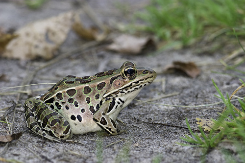 Lithobates pipiens