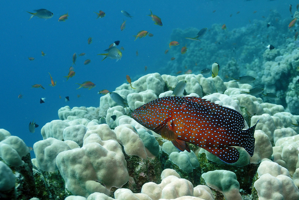 Coral grouper