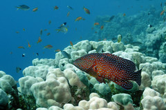 Coral grouper