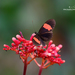 Heliconius erato magnifica - Photo (c) Silvia Linhares, all rights reserved, uploaded by Silvia Linhares