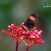 Heliconius erato magnifica - Photo (c) Silvia Linhares, todos los derechos reservados, subido por Silvia Linhares