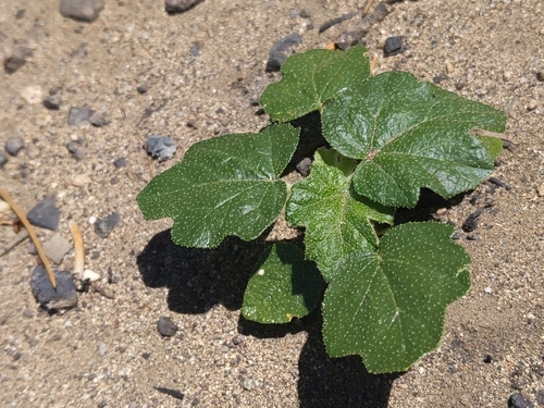 California Flannel Bush seedling
