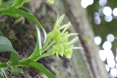 Epidendrum vulgoamparoanum image