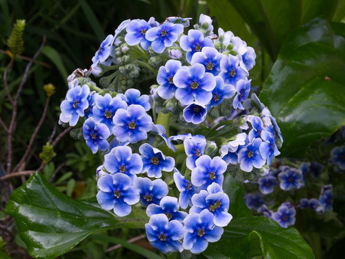 Myosotidium hortensia (Decne.) Baill.