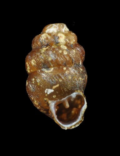 género Nesopupa · iNaturalist Ecuador