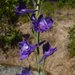 Foothill Larkspur - Photo (c) KenH, all rights reserved, uploaded by KenH