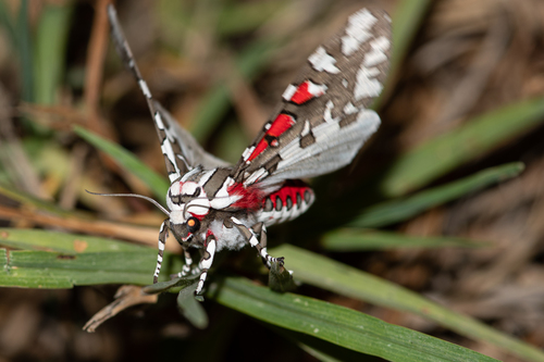 Arachnis dilecta