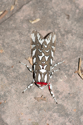 Arachnis dilecta
