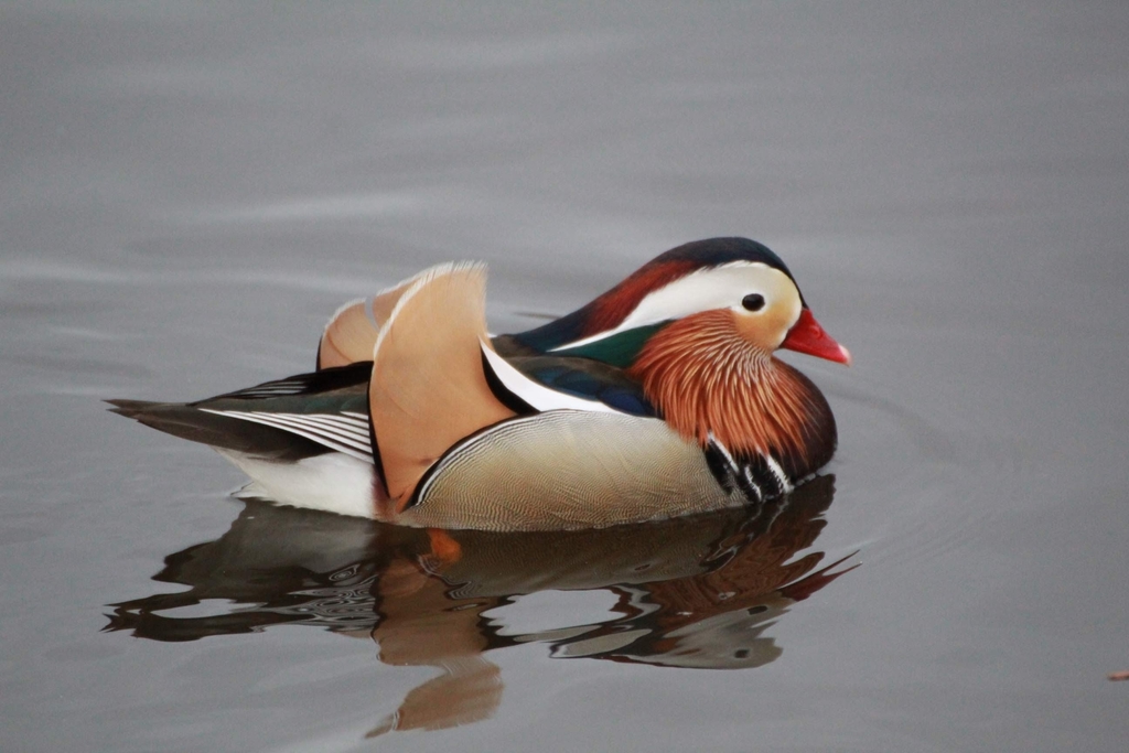 Mandarin Duck Juvenile Pair