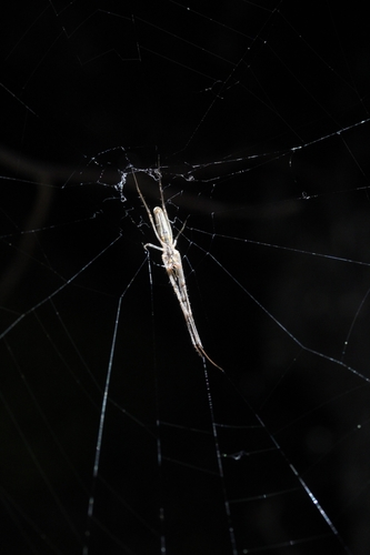iNaturalist observation photo of Stretch Spiders