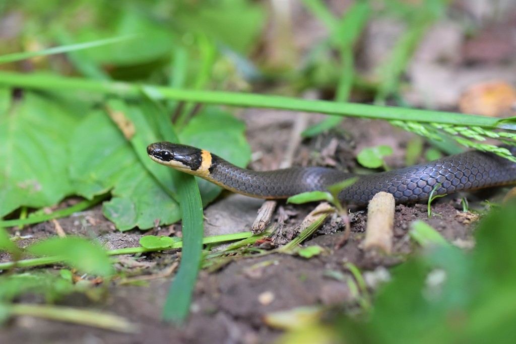 Northern Ringneck Snake from Smyth County, VA, USA on May 27, 2021 at ...