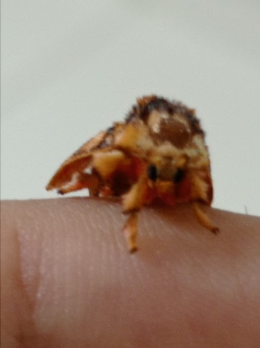 Monkey Slug Moth