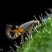 Heliozelidae - Photo (c) Alice Abela, todos os direitos reservados