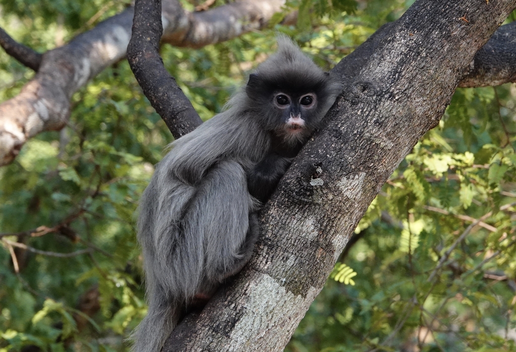 Indochinese Gray Langur in January 2021 by D Diller. Indochinese Leaf ...