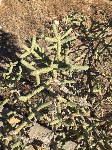 iNaturalist observation photo of Branched Pencil Cholla