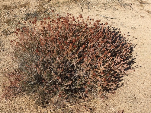 iNaturalist observation photo of Eastern Mojave Buckwheat