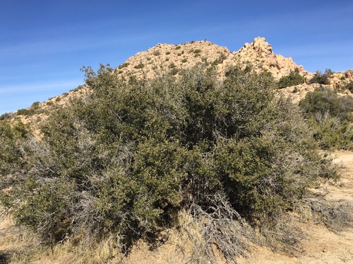 iNaturalist observation photo of Muller's oak