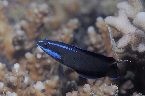 Blue-striped Dottyback — seen at this dive site