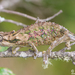 Eastern Cape Dwarf Chameleon - Photo (c) Tyrone Ping, all rights reserved, uploaded by Tyrone Ping