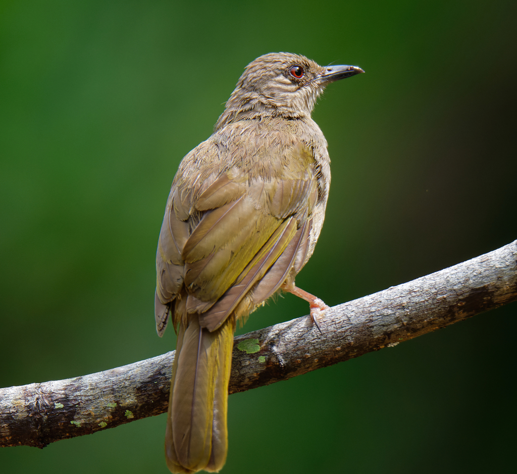 Olive Bulbul photo