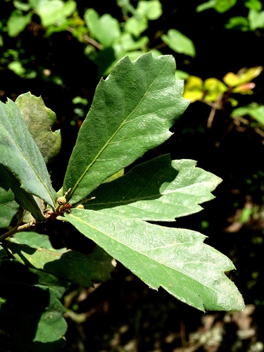 Quercus toxicodendrifolia