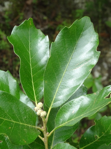 Quercus monterreyensis
