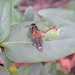 Platydracus brevicornis - Photo (c) Taewoo Kim，保留所有權利