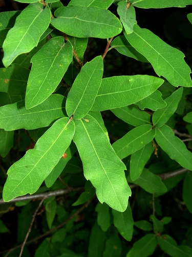 Quercus porphyrogenita