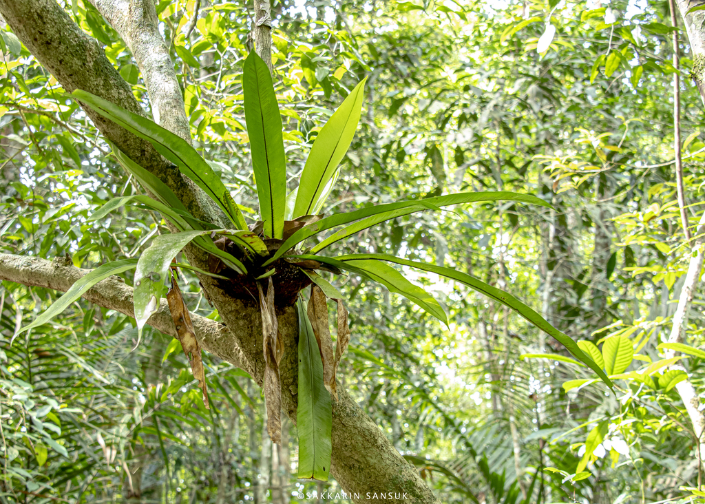 Asplenium phyllitidis (Asplenium phyllitidis)
