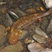 Hellbender - Photo (c) Christian Langner, all rights reserved