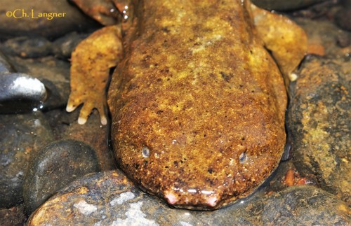 Hellbender