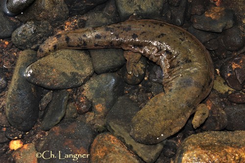 Hellbender