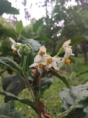 Image of Solanum oblongifolium