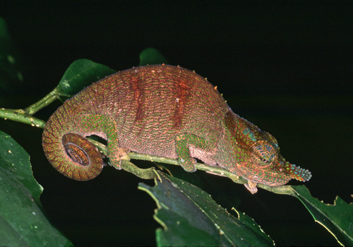 Mount Amber Blue-nosed Chameleon