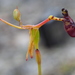 Warty Hammer Orchid - Photo (c) Michael Warren, all rights reserved, uploaded by Michael Warren