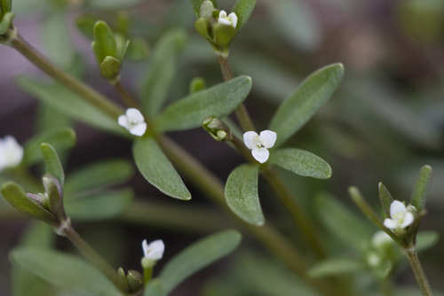 limestone swamp bedstraw (Galium brevipes)