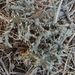 Cladonia furcata subrangiformis - Photo (c) Александр Ходосовцев, todos os direitos reservados, uploaded by Александр Ходосовцев