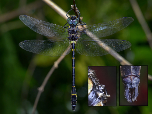 Macromia cingulata