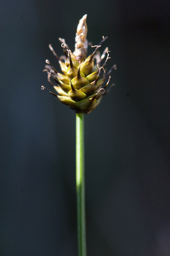 Carex arctogena