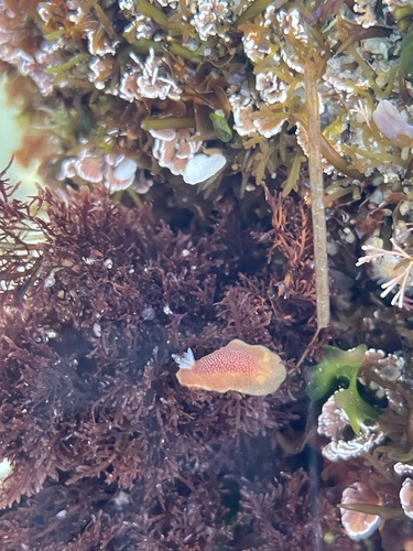 photo of White-spotted Sea Goddess (Doriopsilla albopunctata)