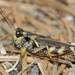 Huckleberry Spur-throat Grasshopper - Photo (c) deannadodgson, all rights reserved, uploaded by deannadodgson