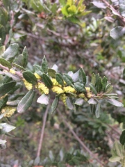 Morella parvifolia image