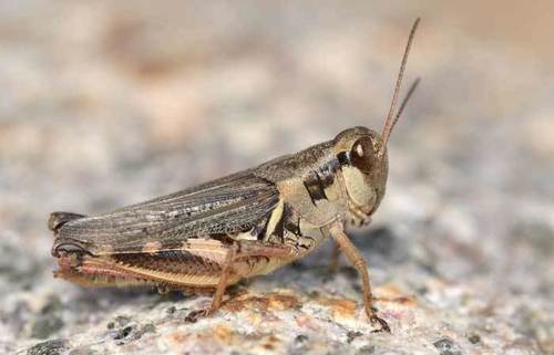 Melanoplus keeleri Thomas, 1874