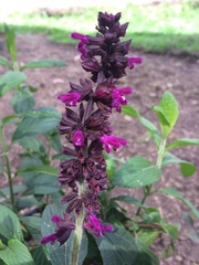 Image of Salvia cuatrecasana