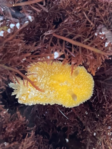 photo of Two-spotted Dorid (Thordisa bimaculata)