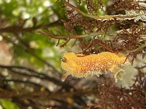 photo of Two-spotted Dorid (Thordisa bimaculata)