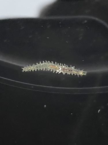 photo of (Flabelligeridae)